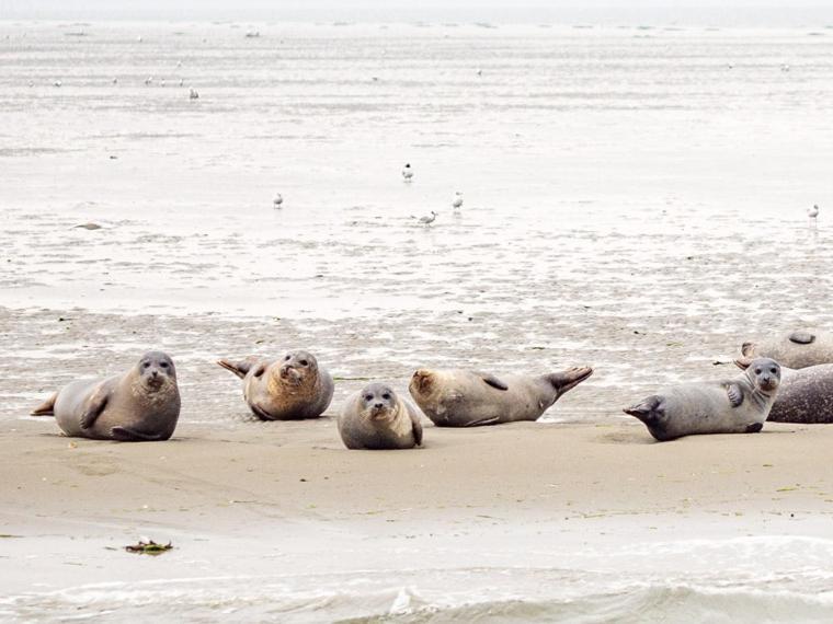 Van Harte In Zeeland คัมเปอร์ลันด์ ภายนอก รูปภาพ